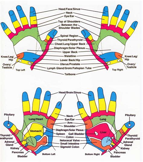 Reflexology Hand Chart Printable